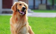 适合家养的中型犬