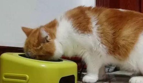小猫一天喂几次