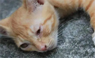 有虐猫倾向的人性格