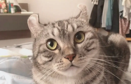央视辟谣怀孕不能养猫