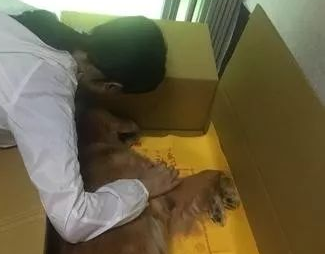 病重的15岁老金毛突然叼着牵引绳想要出门溜达,回家后安然离世…… 病重的15岁老金毛突然叼着牵引绳想要出门溜达,回家后安然离世……