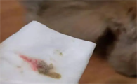 小猫拉血是什么情况