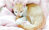 小猫舔被子需要制止吗