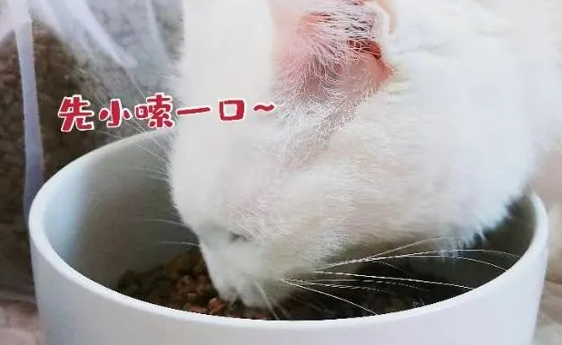 它来了它来了！准备了这么久，怡亲新品0谷猫粮大揭幕！