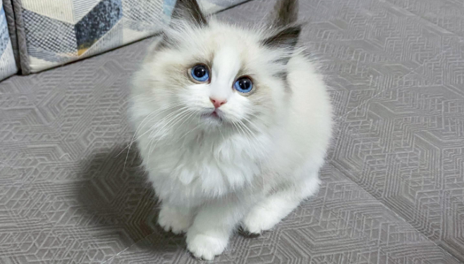 布偶猫怎么分辨年龄