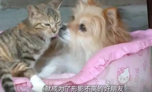  见证猫狗同窝的罕见恋情 跨越种族的爱情依旧甜蜜