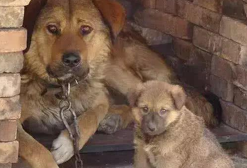 男子公园花了500元竟买了一只柴犬,知道真相后却引网友热议 男子公园花了500元竟买了一只柴犬,知道真相后却引网友热议