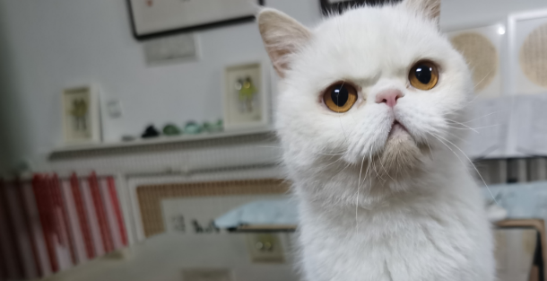 猫狗是不是冤家?看我家猫狗同框有故事 猫狗是不是冤家?看我家猫狗同框有故事