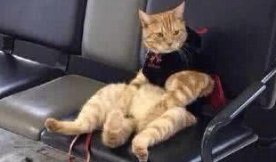 主人遛橘猫结果把猫弄丢了，半小时后警察打来电话：你家猫抑郁了