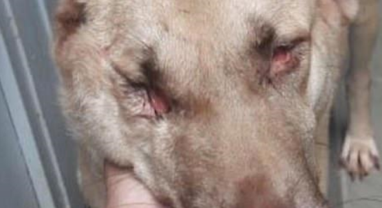 狗狗遭人虐待身中17枪，逃出来后，却喜欢做治疗犬给人带来欢乐 