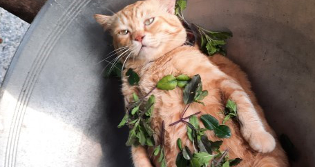 一只橘猫成为了“最火水果老板”,演绎爱买不买的态度 一只橘猫成为了“最火水果老板”,演绎爱买不买的态度