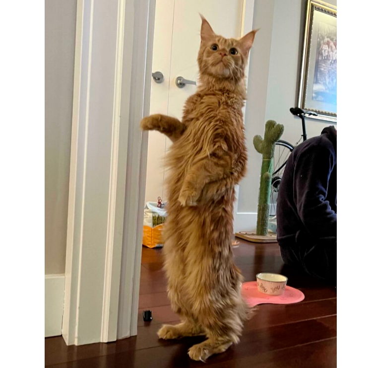 网友说他家缅因猫有人高，本来我不信，直到看到缅因本猫......