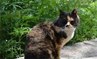 野猫驯养手册