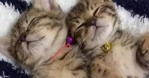 两只流浪猫被收养后不忘感恩,也学着当起了铲屎官 两只流浪猫被收养后不忘感恩,也学着当起了铲屎官