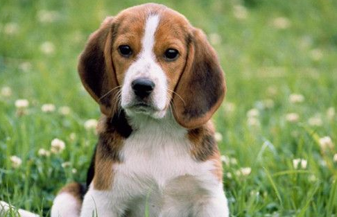 比格犬能看家吗 不同的家长持有不同的观点