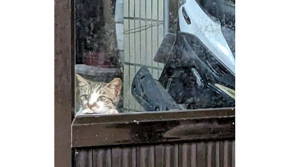 小流浪猫趴在窗口,看着家猫幸福模样羡慕又期待,看得人心酸... 小流浪猫趴在窗口,看着家猫幸福模样羡慕又期待,看得人心酸...