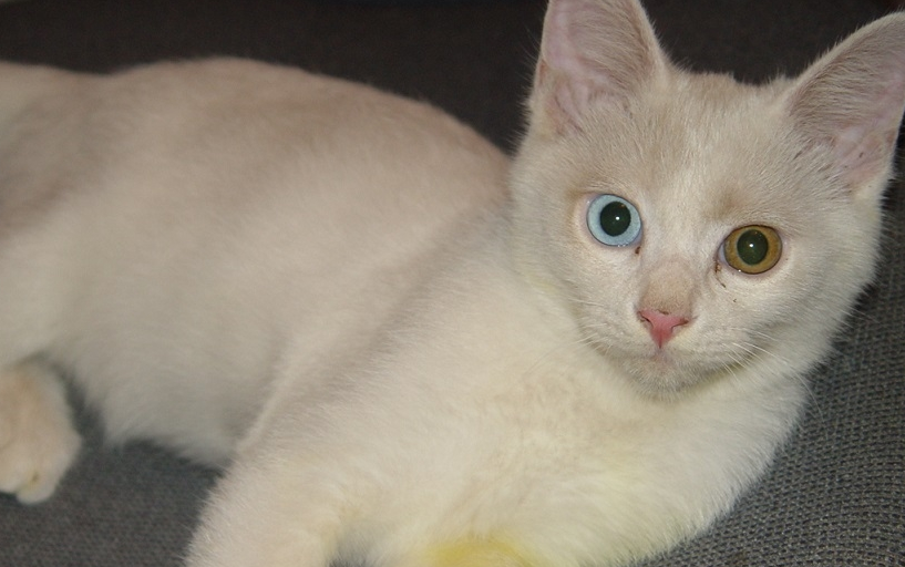 一蓝一黄眼睛的猫 一蓝一黄眼睛的猫