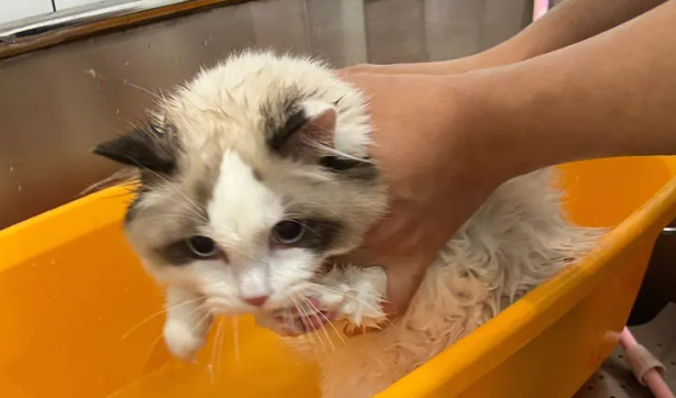 幼猫太脏了不能洗澡怎么办 幼猫太脏了不能洗澡怎么办