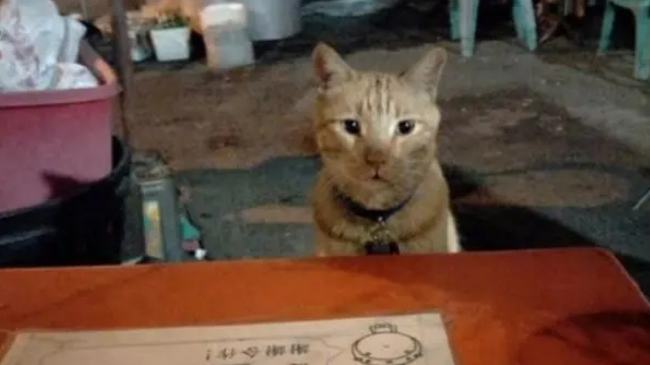 吃宵夜时偶遇橘猫拼桌,大橘点餐模样让人吃惊,一看就是老司机 吃宵夜时偶遇橘猫拼桌,大橘点餐模样让人吃惊,一看就是老司机