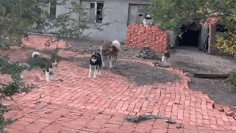 宠物和狗肉仅一线之隔？哈士奇幼犬在好心人帮助下脱困，它们的妈妈却不知所踪 