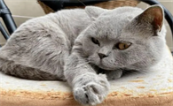 养猫注意事项