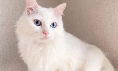 临清狮子猫多少钱一只