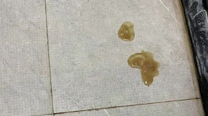 小狗呕吐用什么药