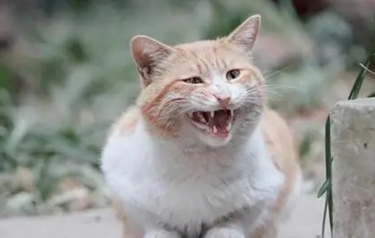 小猫叫声很轻原因