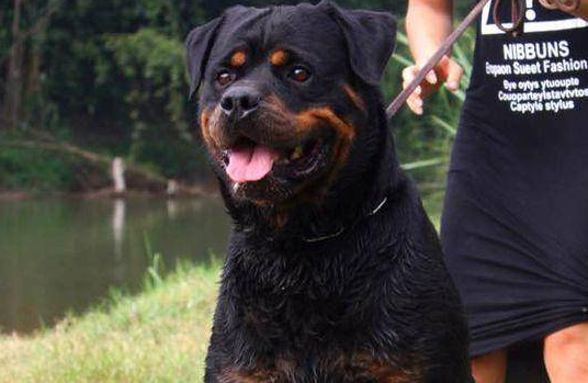 罗威纳犬吃什么 适当补充蔬菜和肉类