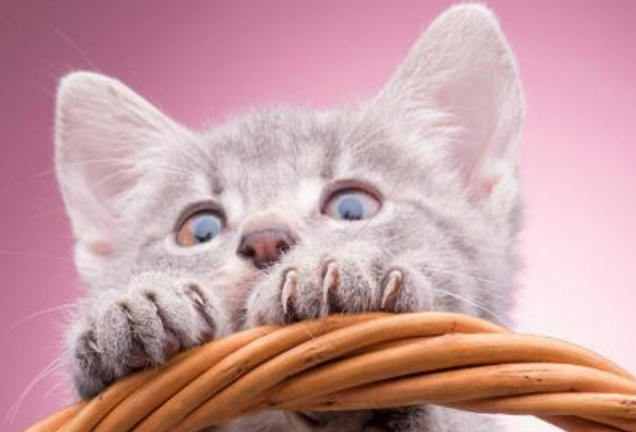 小猫喉咙发出嗡嗡嗡像马达的声音