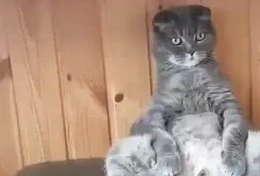 猫咪做完绝育后独守空房，铲屎的担心它想不开，推门一看这一幕