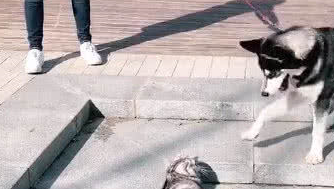 二哈刚下楼就跟猫咪干架，主人一撒手秒怂，猫：这傻狗在想什么？