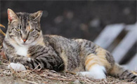 长寿花可以和猫一起养