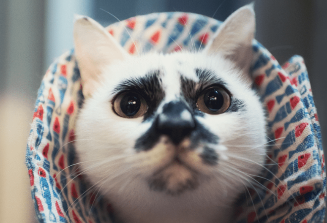 这只猫咪长得一言难尽，可这组猫猫大战章鱼组图却为它圈粉无数