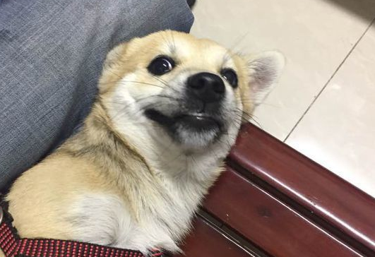 网友父亲高价买回一只柴犬，网友纠结：要不要告诉父亲真相 