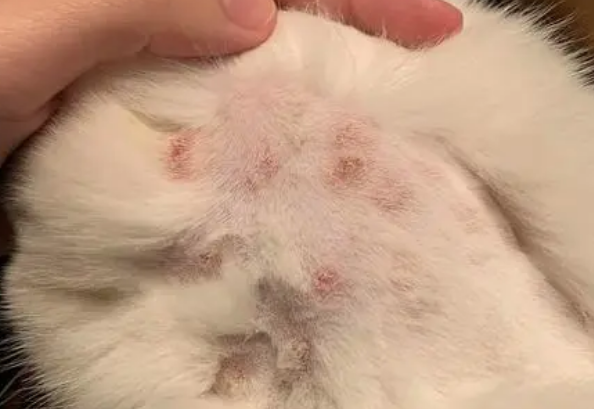 怎么确认猫咪得了猫癣 怎么确认猫咪得了猫癣