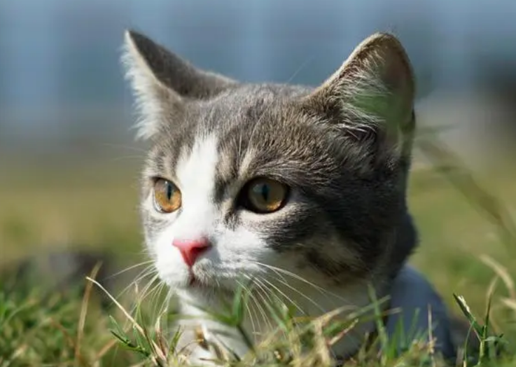 小猫骨折能自己恢复