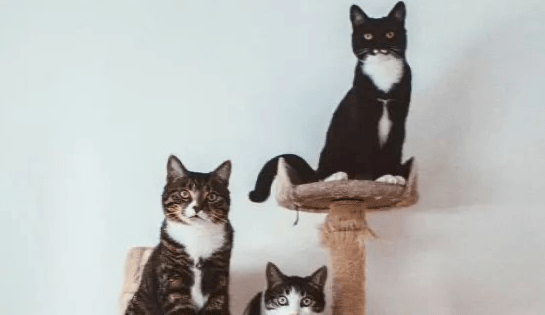 网友翻柜子时,竟翻出一大窝陌生的猫咪,问题是:我没养猫啊 网友翻柜子时,竟翻出一大窝陌生的猫咪,问题是:我没养猫啊