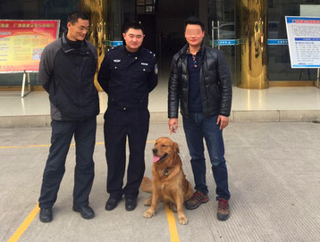 金毛走丢自己报警 叼着牵引绳径直朝警车走去