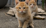 小猫扑脸怎么办