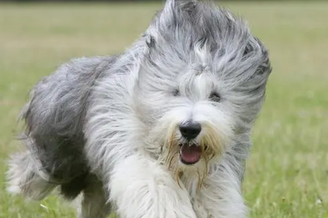 古代牧羊犬的养护常识，饮食营养搭配合理