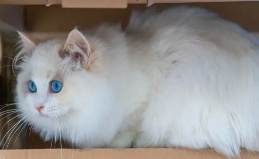 布偶猫吃什么猫粮又便宜又营养 布偶猫吃什么猫粮又便宜又营养
