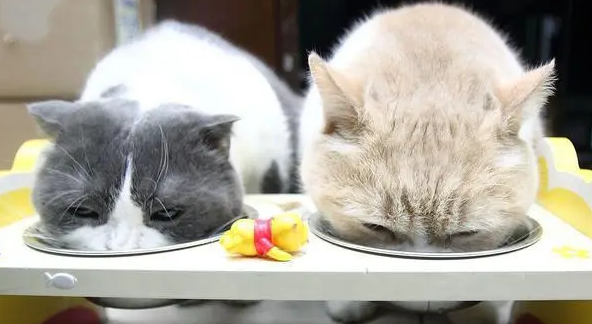 小猫咪不吃东西怎么办