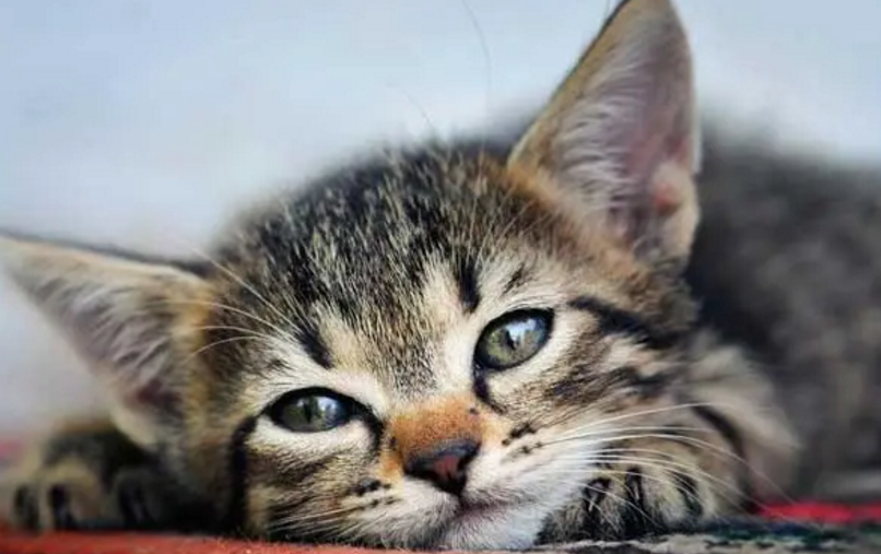 寓意长久陪伴的猫咪名字 寓意长久陪伴的猫咪名字