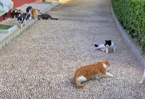 景区不驱赶流浪猫,还给它们建了一排的小房子,每天固定来喂食 景区不驱赶流浪猫,还给它们建了一排的小房子,每天固定来喂食