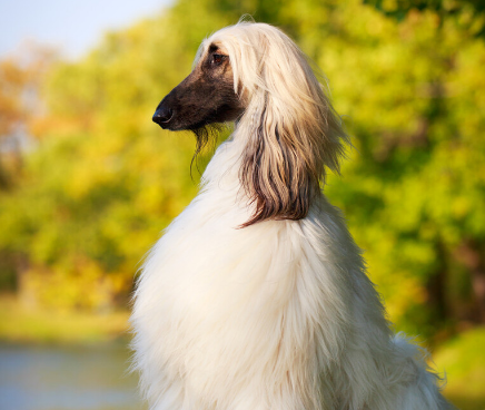 阿富汗猎犬凶不凶 有一种贵族般的气质
