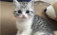 美短猫优缺点