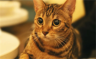 养猫能买玫瑰花吗