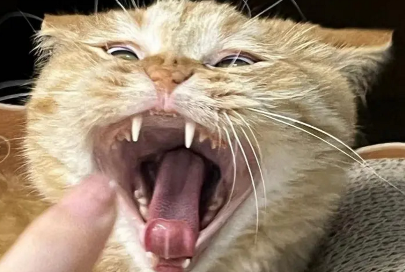 食人猫的复仇 食人猫的复仇