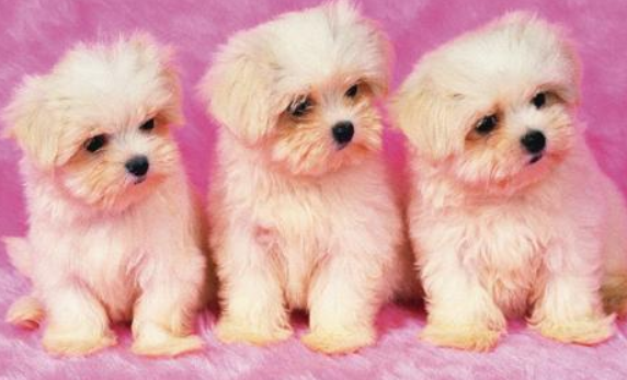 狗肉市场黑色产业链暗访：2万元名犬11元1斤